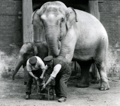 Volwassen vrouwelijke Indische olifant, Assam Lukhi, met verzorger Charles Eyles, krijgen hun voeten verzorgd in London Zoo, september 1923 door Frederick William Bond